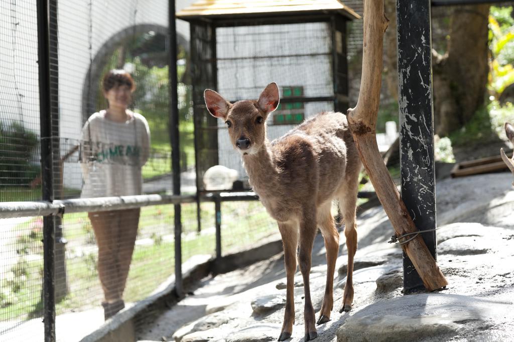 Hotel Royal Chihpin Wenquan Exterior photo A young deer at the zoo